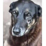 cao-orelha-de-praia-brava